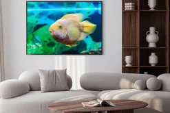 Plakat: Parrot ryb zbliżenie