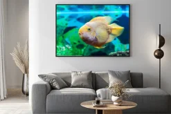 Plakat: Parrot ryb zbliżenie