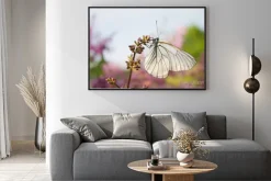 Plakat: Piękny motyl na kwiatach bzu