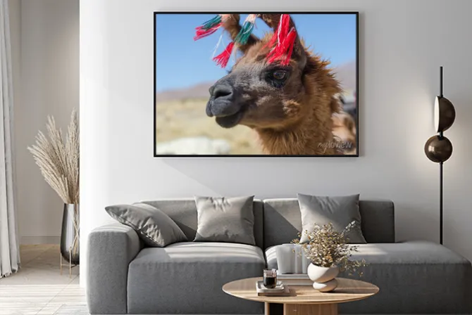 Plakat: Portret alpaca