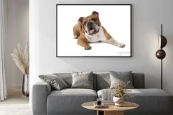 Plakat: Portret buldog angielski na białym tle