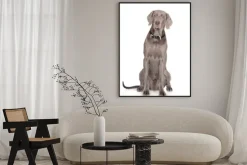 Plakat: Poważny portret weimarski pies muszką