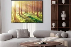 Plakat: Promienie słońca w lesie