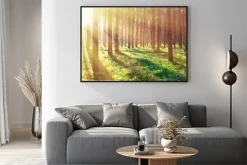 Plakat: Promienie słońca w lesie