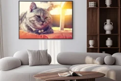 Plakat: Rano słońce światło na kota z rozmycia i wybierz ostrości tle