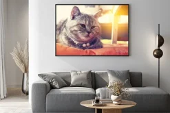 Plakat: Rano słońce światło na kota z rozmycia i wybierz ostrości tle