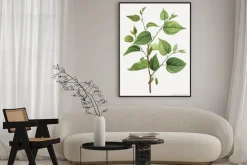 Plakat: Red mulberry branch