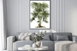 Plakat: Roślin - livistona (corypha) australis - drzewa kapusta palm