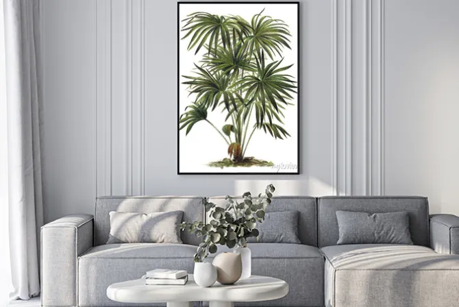 Plakat: Roślin - livistona (corypha) australis - drzewa kapusta palm