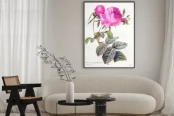 Plakat: Rosa centifolia / rose centfeuilles foliacé