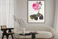 Plakat: Rosa centifolia bullata / rose à feuilles de laitue