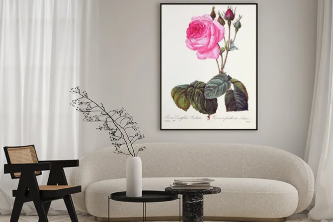 Plakat: Rosa centifolia bullata / rose à feuilles de laitue