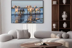 Plakat: Stado białych koni brodzących w wodzie