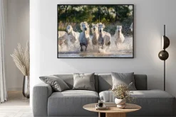 Plakat: Stado białych koni w rzece