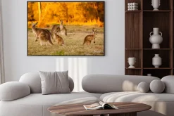 Plakat: Stado kangurów w półmroku