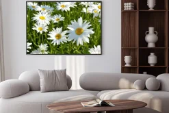 Plakat: Stokrotki kwitnące na łące