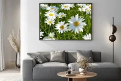 Plakat: Stokrotki kwitnące na łące