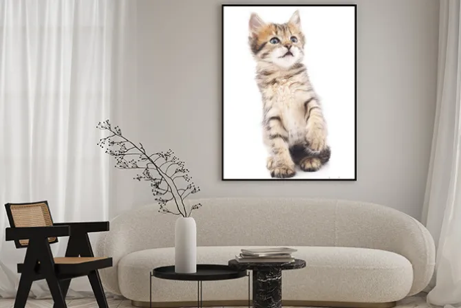 Plakat: Szary kotek odtwarzane.