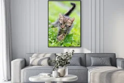 Plakat: Szary kotek w trawie