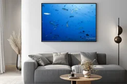 Plakat: Szary rekina gotowy do ataku podwodne