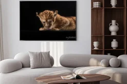 Plakat: Trochę lwiątko na czarnym tle