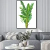 Plakat: Tropical plants, banana palm on an isolated white background,
