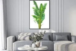 Plakat: Tropical plants, banana palm on an isolated white background,