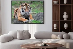 Plakat: Tygrys sumatrzański