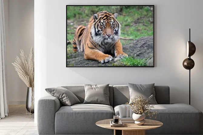 Plakat: Tygrys sumatrzański