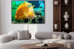 Plakat: Vaigiensis w akwarium bliska