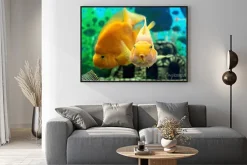 Plakat: Vaigiensis w akwarium bliska