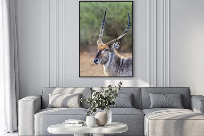 Plakat: Waterbuck w kruger national park, republika południowej afryki
