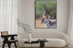Plakat: Waterbuck w kruger national park, republika południowej afryki