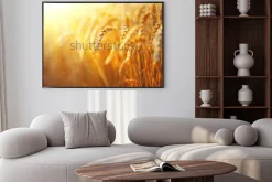 Plakat: Wheat field. ears of golden wheat close up. beautiful nature