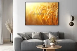 Plakat: Wheat field. ears of golden wheat close up. beautiful nature