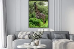 Plakat: Żyrafa wśród drzew akacji w serengeti