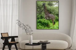 Plakat: Żyrafa wśród drzew akacji w serengeti