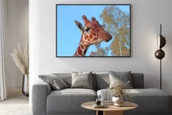 Plakat: Żyrafa zdjęcia