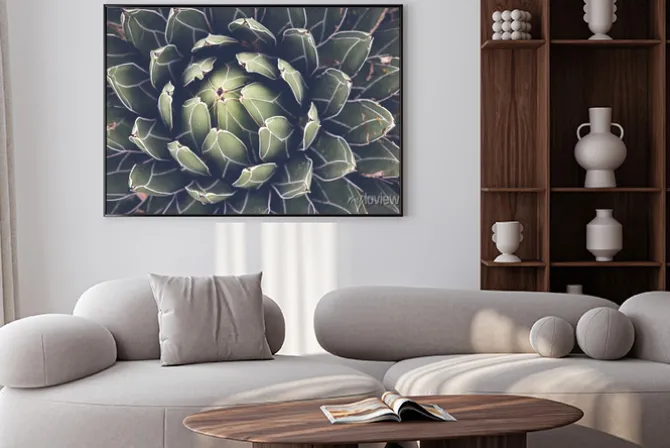 Plakat: Zamknąć z agawy sukulenty, selektywne fokus, tonowania