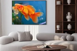 Plakat: Złota ryba, rybka podwodne