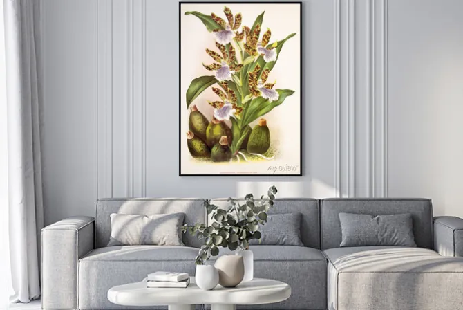 Plakat: Zygopetalum intermedium