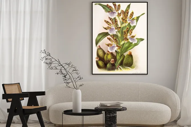 Plakat: Zygopetalum intermedium