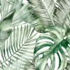Tapeta: Gęste liście palmowe i monstery