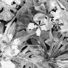 Tapeta: Liście na czarno-białym malunku