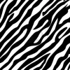 Tapeta: Ponadczasowy zebra