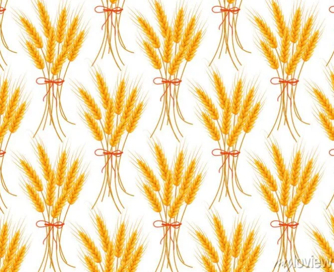 Tapeta: Pszenica bez szwu. spikelty powtarzają teksturę, niekończące