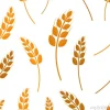Tapeta: Wektor p? aski wzór bez szwu pszenicy na bia? ym tle. pojęcie