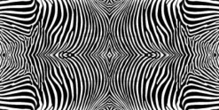 Tapeta: Zebra